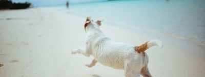 Praias para cães em Portugal