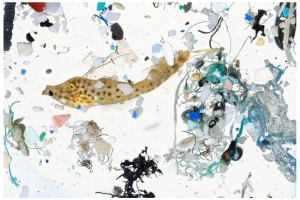 Fotografia de David Liittschwager - um peixe com aproximadamente 50 dias rodeado de lixo plástico
