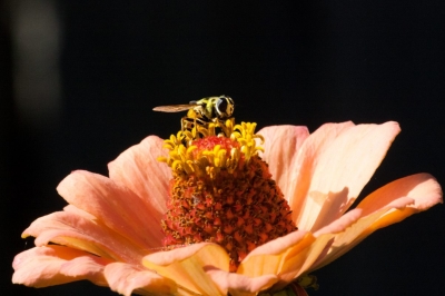 Pólen de abelha - o superalimento que tem de conhecer