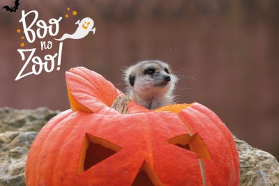 “Boo no Zoo” é o convite do Zoo Santo Inácio para este Halloween
