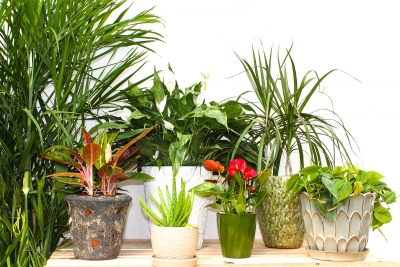 As melhores plantas para purificar o ar de casa