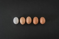 Ovos brancos ou castanhos, quais devo escolher?
