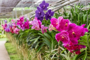 Vem aí a maior exposição de orquídeas da Península Ibérica