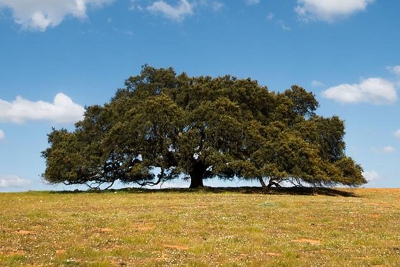 Árvore portuguesa ficou em terceiro lugar no concurso 'Árvore Europeia do Ano' - conheça o top 5