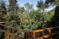 “Treetop Walk”, o passadiço de Serralves ao nível da copa das árvores